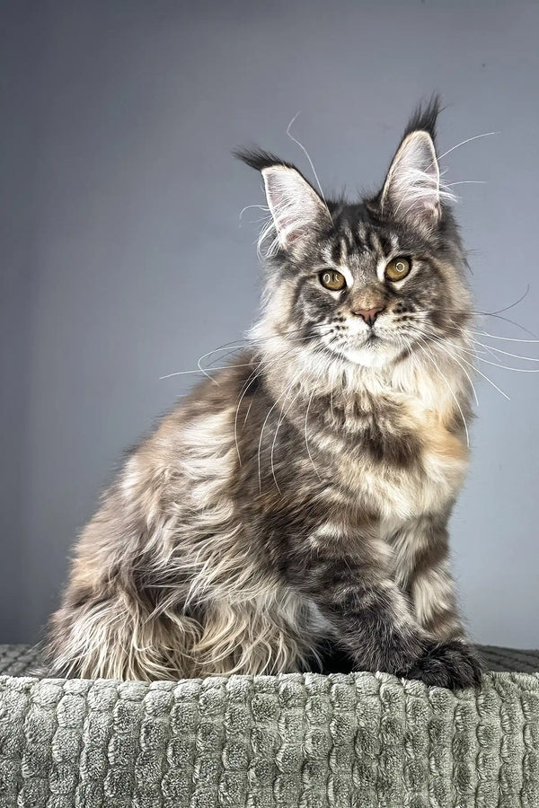 Havana | maine coon kitten