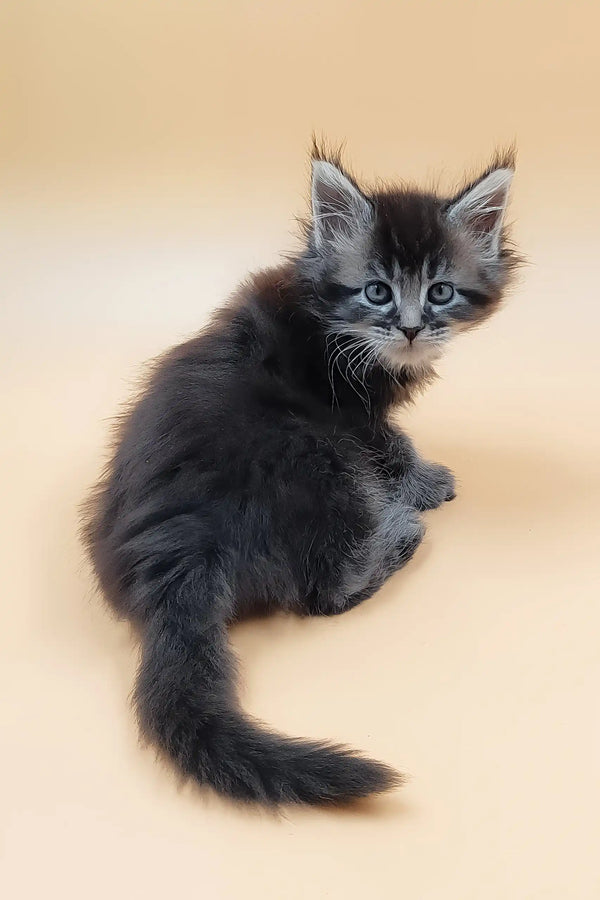 Havana | maine coon kitten