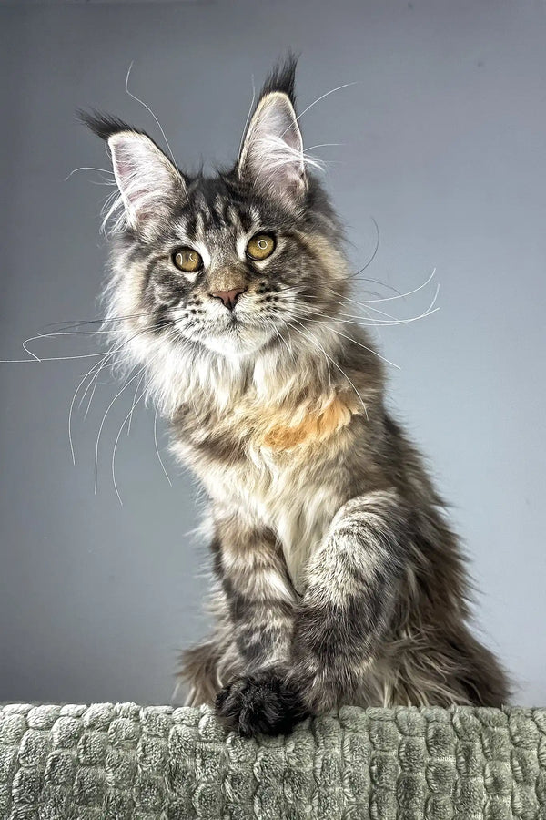 Havana | maine coon kitten