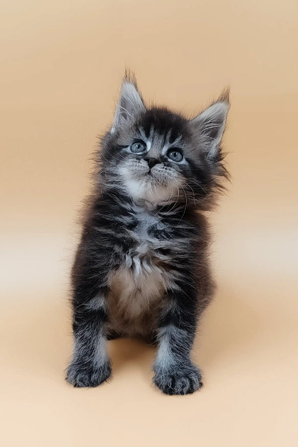 Havana | maine coon kitten
