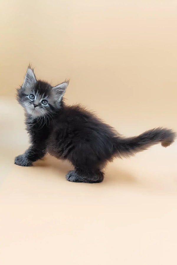Havana | maine coon kitten