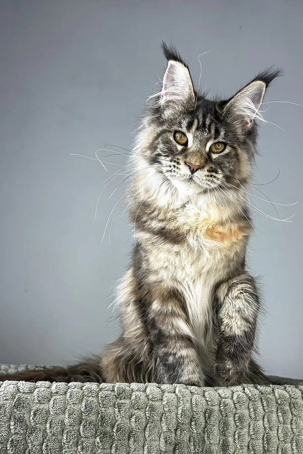 Havana | maine coon kitten