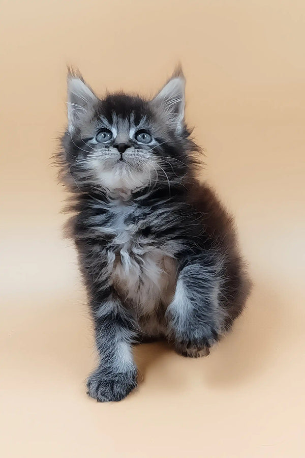 Havana | maine coon kitten