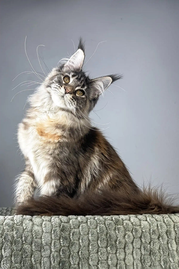 Havana | maine coon kitten