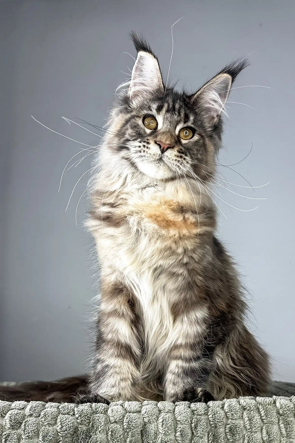 Havana | maine coon kitten