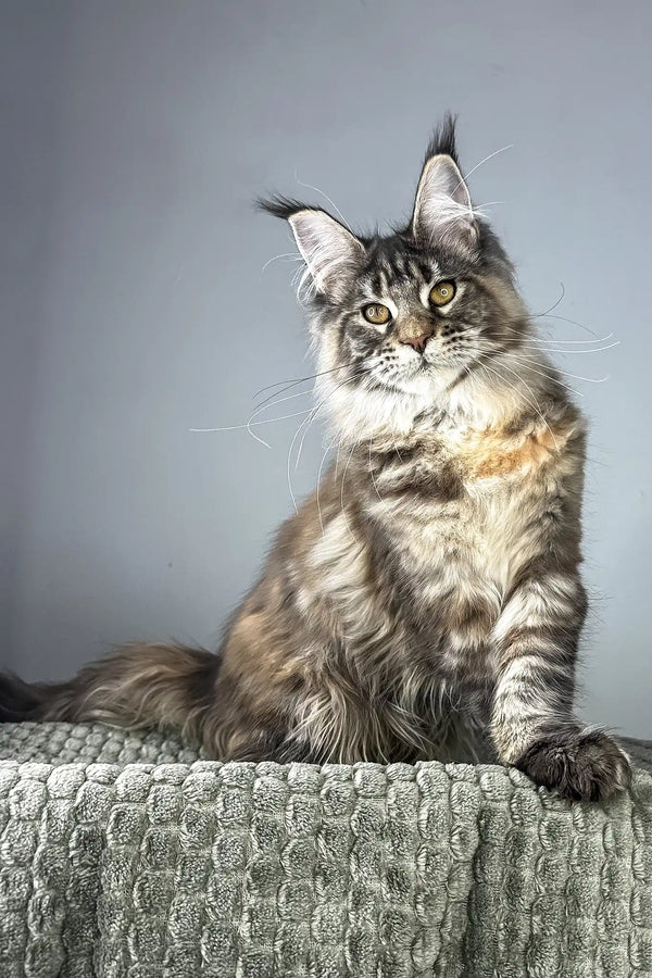 Havana | maine coon kitten