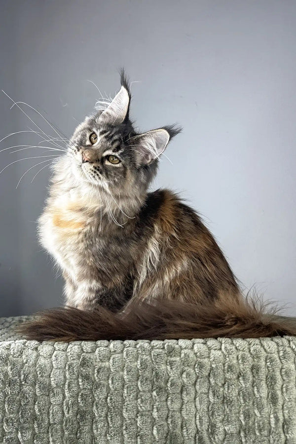 Havana | maine coon kitten