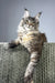 Havana | maine coon kitten
