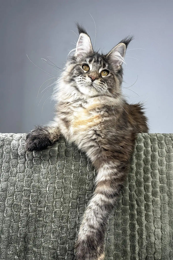 Havana | maine coon kitten