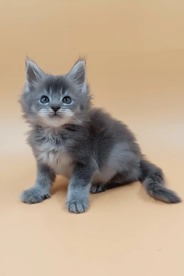 Havi | maine coon kitten