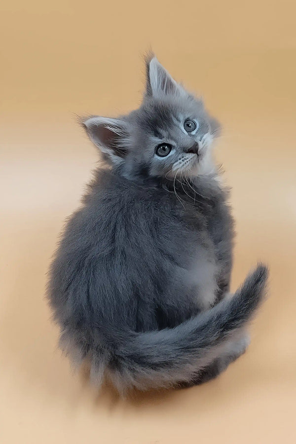 Havi | maine coon kitten
