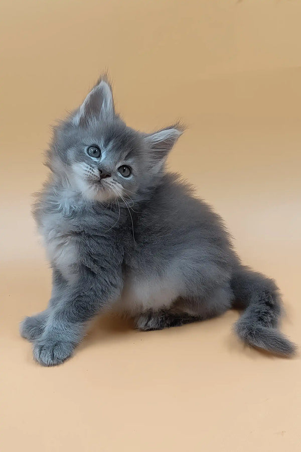 Havi | maine coon kitten