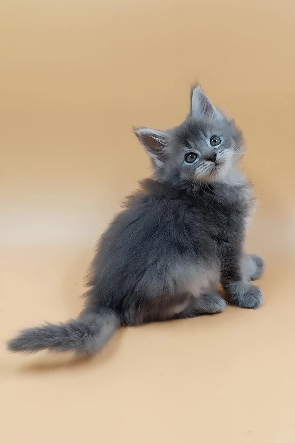 Havi | maine coon kitten