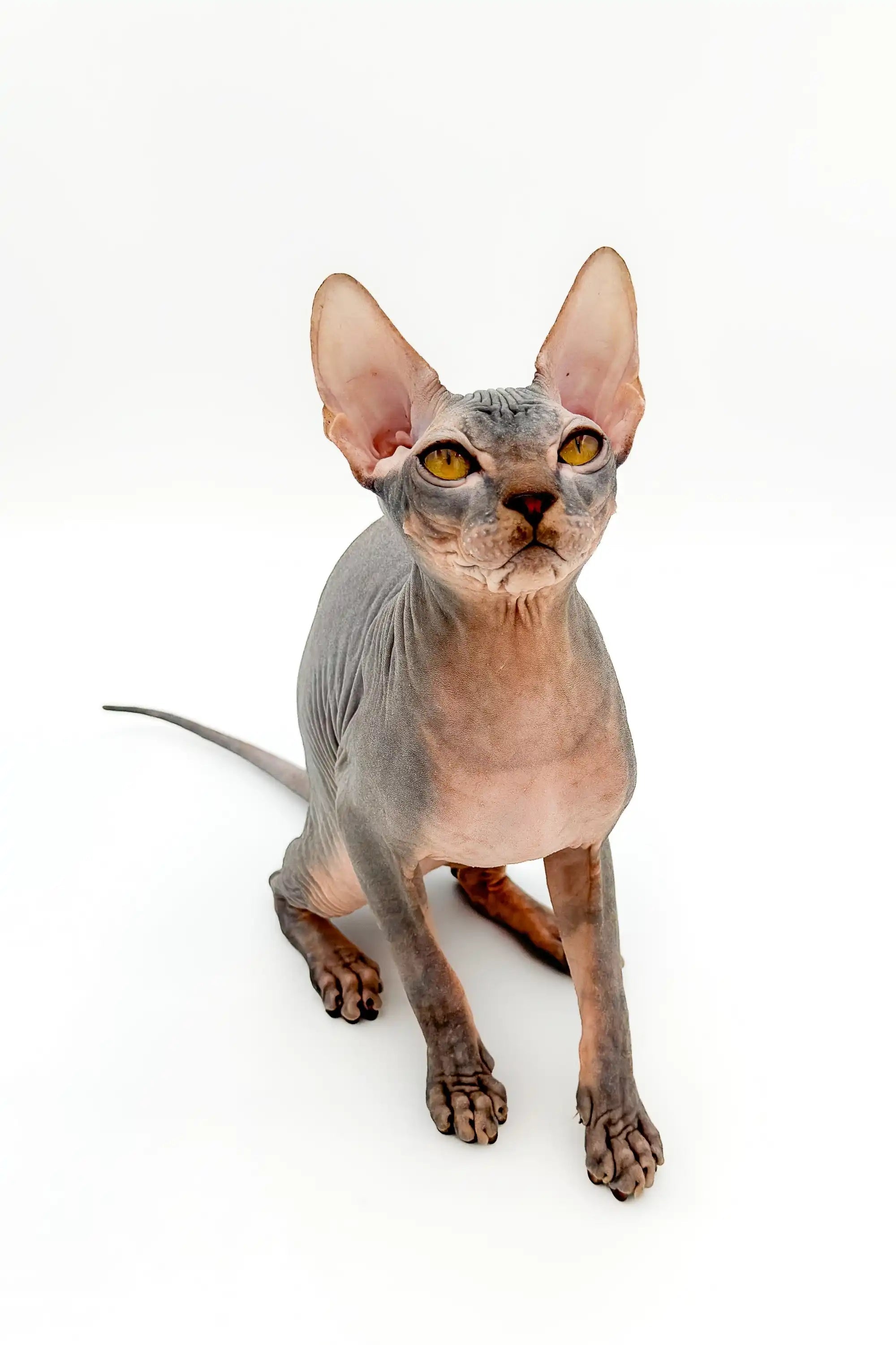 Hairless Sphynx Cats & Kittens for Sale Hayden | Kitten