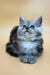 Healthy | maine coon kitten