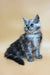 Healthy | maine coon kitten