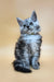 Healthy | maine coon kitten