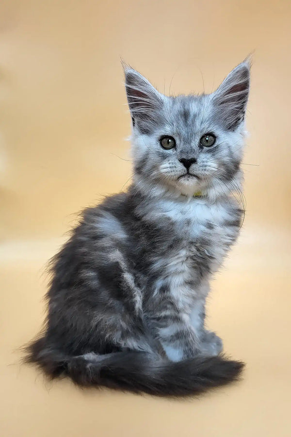 Healthy | maine coon kitten
