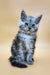 Healthy | maine coon kitten