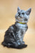 Healthy | maine coon kitten