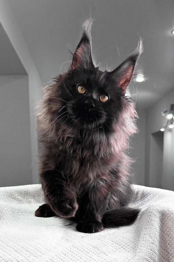 Heather | maine coon kitten