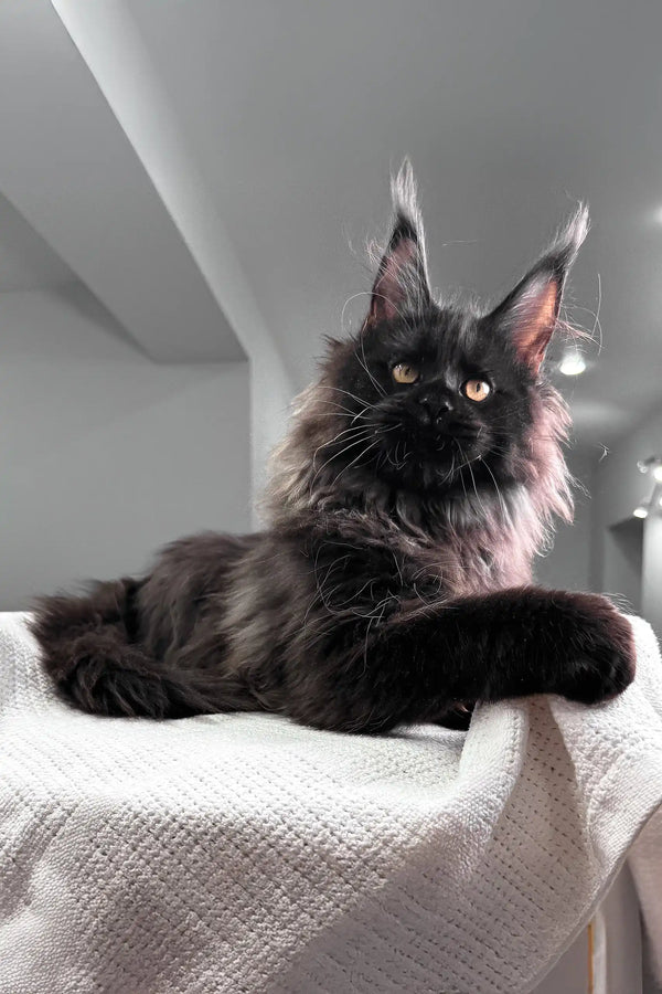 Heather | maine coon kitten