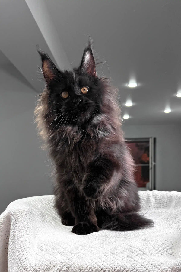 Heather | maine coon kitten