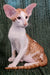 Hector Oriental Kitten with big ears and a cute white and orange coat