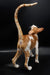 Orange and white tabby cat with arched back, Hector Oriental Kitten showcasing cuteness