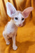 Cute white Hector Oriental Kitten with big ears and stunning blue eyes