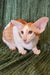 Adorable Hector Oriental Kitten with huge ears and a unique orange and white coat