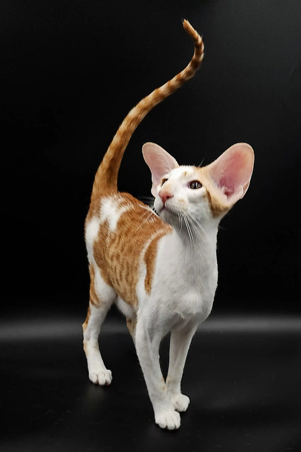 Slender Hector Oriental Kitten with orange and white fur, big ears, and a tall tail