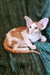 Orange and white Hector Oriental Kitten with big ears lounging on green fabric