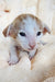 Newborn Hector Oriental Kitten with blue eyes and light-colored fur looking adorable