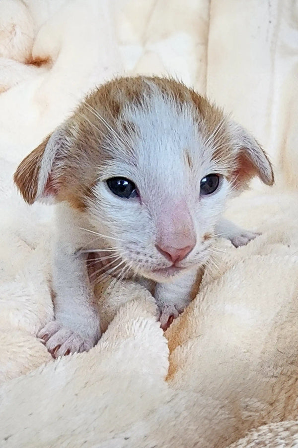 Newborn Hector Oriental Kitten with blue eyes and light-colored fur looking adorable