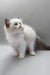 Hector | ragdoll kitten