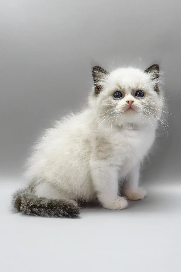 Hector | ragdoll kitten