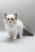 Hector | ragdoll kitten