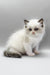 Hector | ragdoll kitten