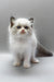 Hector | ragdoll kitten