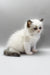 Hector | ragdoll kitten