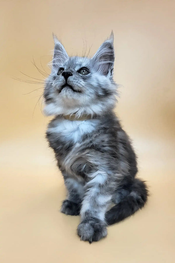 Hedwig | maine coon kitten