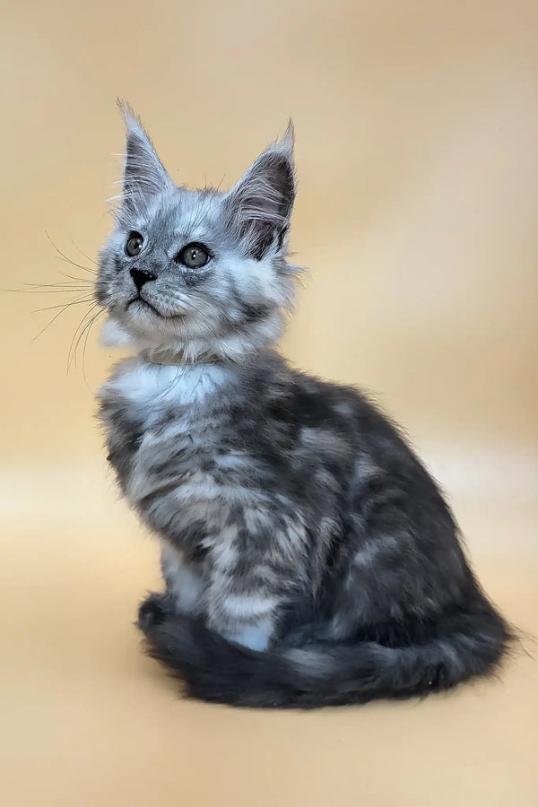 Hedwig | maine coon kitten