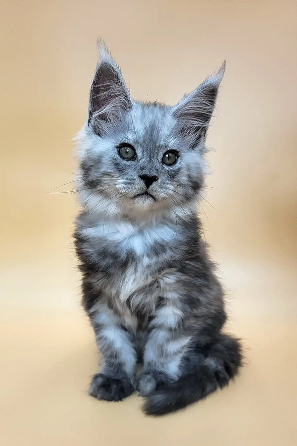 Hedwig | maine coon kitten