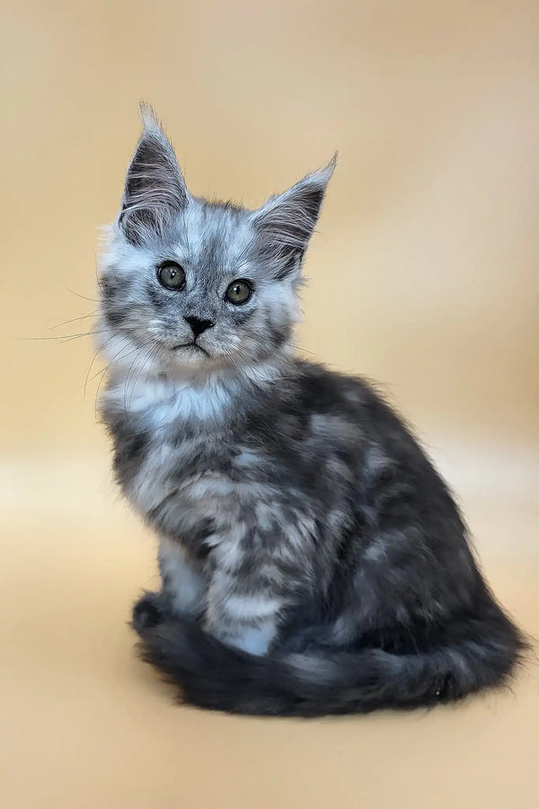 Hedwig | maine coon kitten