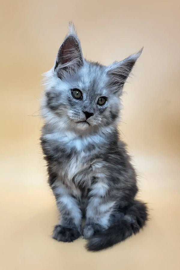 Hedwig | maine coon kitten