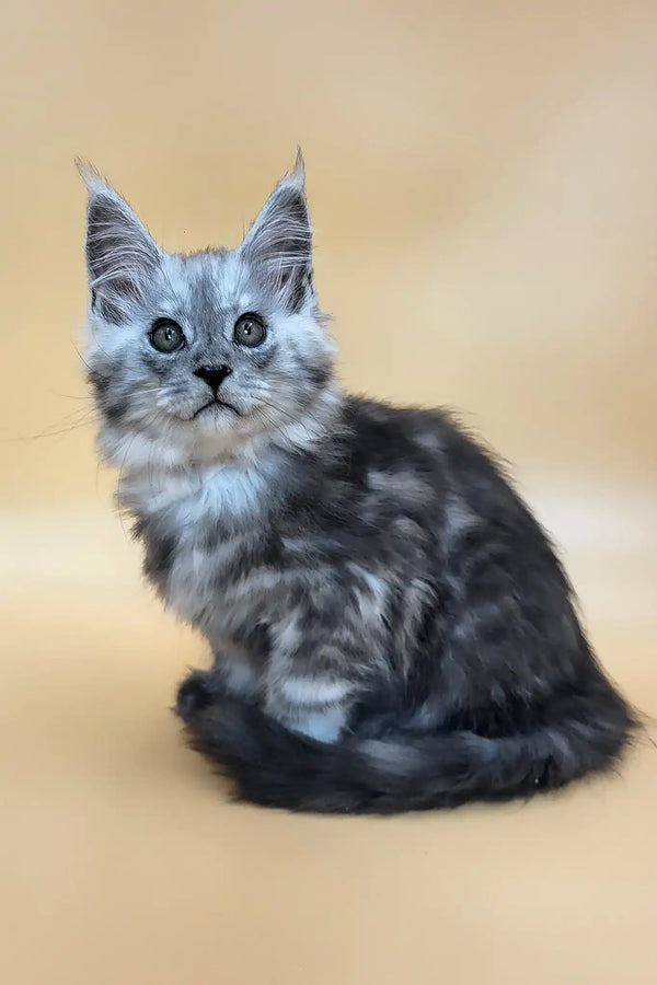 Hedwig | maine coon kitten