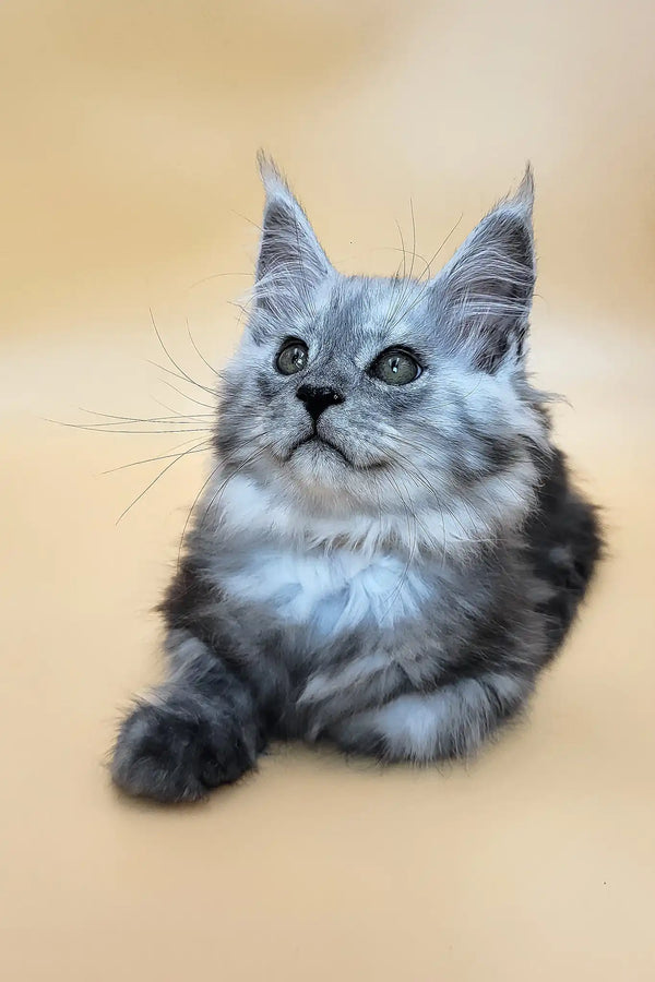 Hedwig | maine coon kitten
