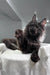 Fluffy black Maine Coon kitten Helen lounging on white fabric with one paw raised