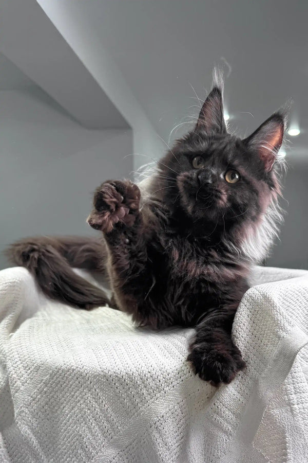 Fluffy black Maine Coon kitten Helen lounging on white fabric with one paw raised